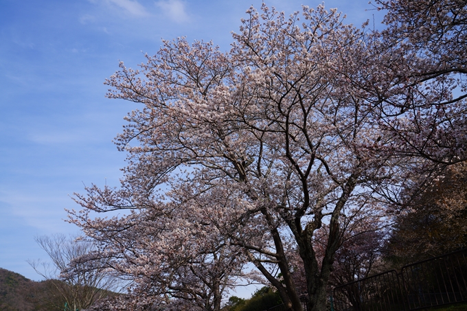 京都_桜情報_2022_31　平ノ沢池　No5