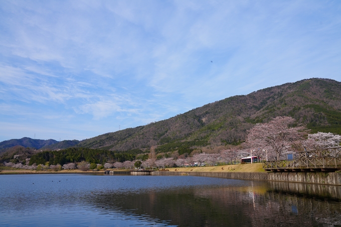 京都_桜情報_2022_31　平ノ沢池　No6