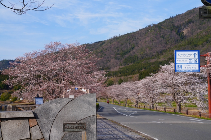 京都_桜情報_2022_31　平ノ沢池　No7