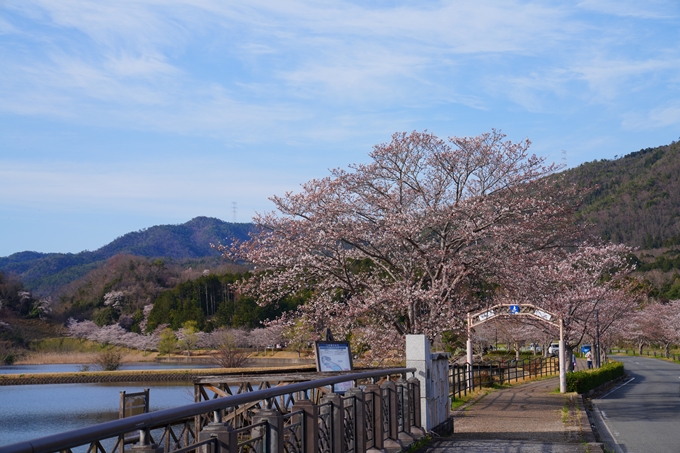 京都_桜情報_2022_31　平ノ沢池　No8