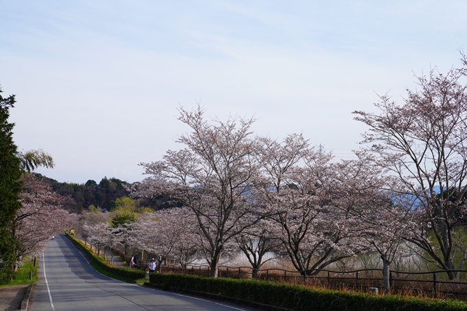 京都_桜情報_2022_31　平ノ沢池　No10