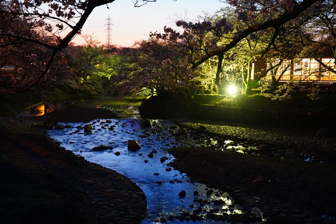 京都_桜情報_2022_32　七谷川_ライトアップ　No3