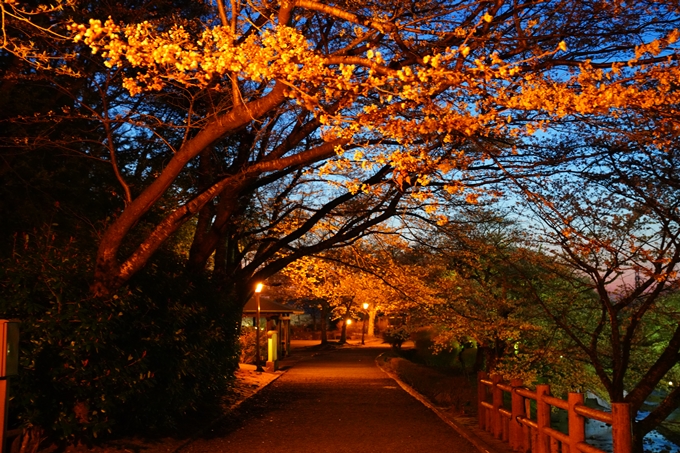 京都_桜情報_2022_32　七谷川_ライトアップ　No6