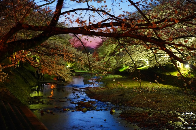 京都_桜情報_2022_32　七谷川_ライトアップ　No8