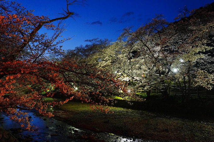 京都_桜情報_2022_32　七谷川_ライトアップ　No9