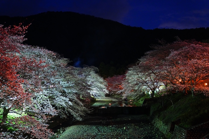 京都_桜情報_2022_32　七谷川_ライトアップ　No13