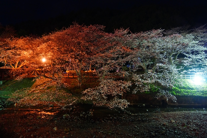 京都_桜情報_2022_32　七谷川_ライトアップ　No16