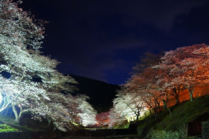 京都_桜情報_2022_32　七谷川_ライトアップ　No17