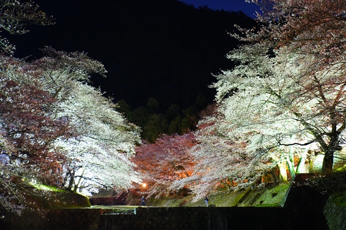 京都_桜情報_2022_32　七谷川_ライトアップ　No18