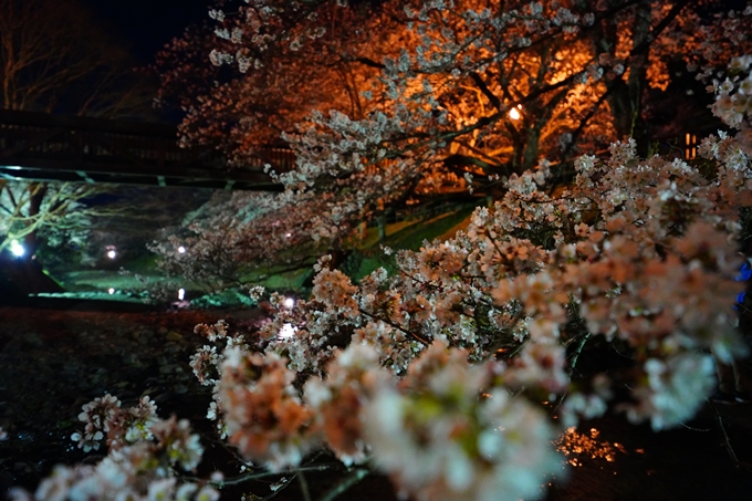 京都_桜情報_2022_32　七谷川_ライトアップ　No19