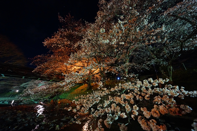 京都_桜情報_2022_32　七谷川_ライトアップ　No21