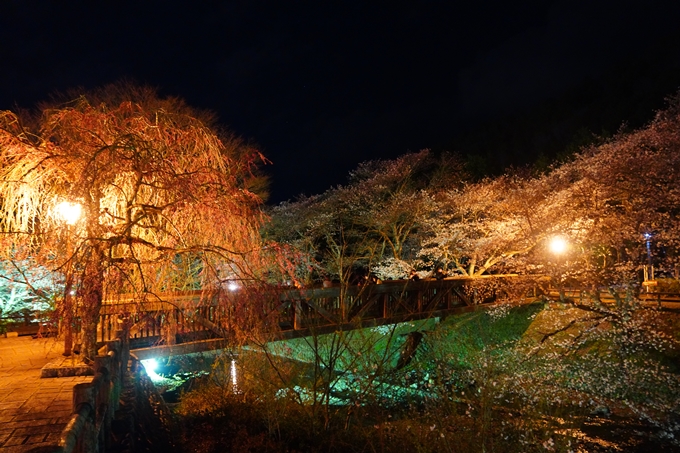 京都_桜情報_2022_32　七谷川_ライトアップ　No22