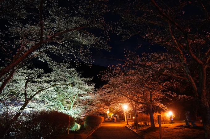 京都_桜情報_2022_32　七谷川_ライトアップ　No23