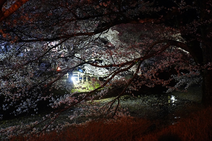 京都_桜情報_2022_32　七谷川_ライトアップ　No24