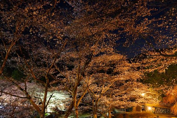 京都_桜情報_2022_32　七谷川_ライトアップ　No25