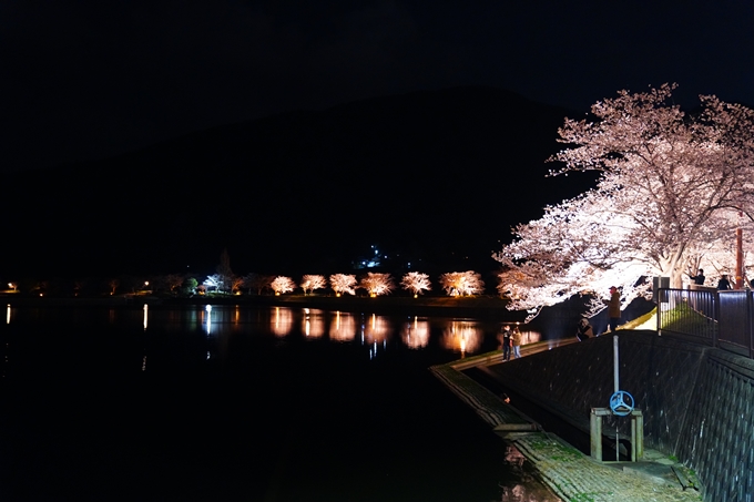 京都_桜情報_2022_33　平の沢池_ライトアップ　No2