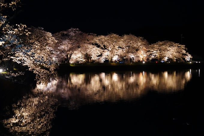 京都_桜情報_2022_33　平の沢池_ライトアップ　No3