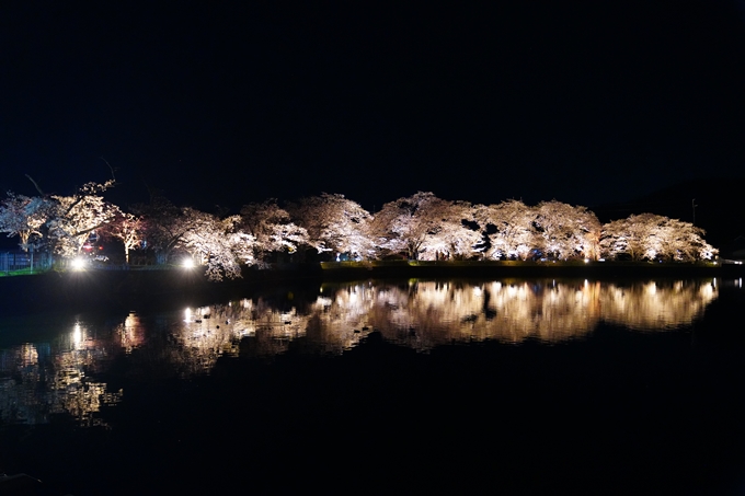 京都_桜情報_2022_33　平の沢池_ライトアップ　No4