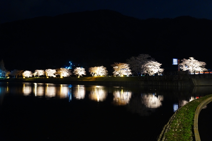 京都_桜情報_2022_33　平の沢池_ライトアップ　No6