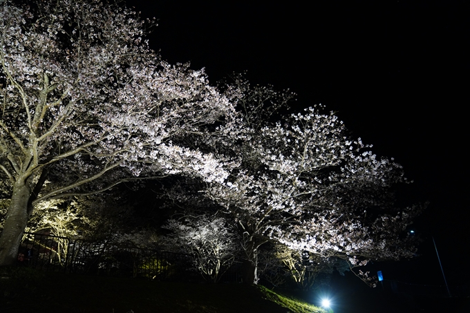 京都_桜情報_2022_33　平の沢池_ライトアップ　No7