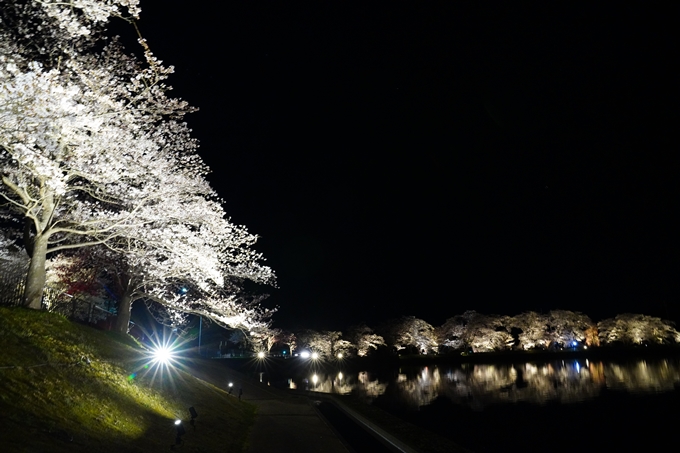 京都_桜情報_2022_33　平の沢池_ライトアップ　No8