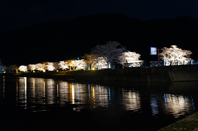 京都_桜情報_2022_33　平の沢池_ライトアップ　No9