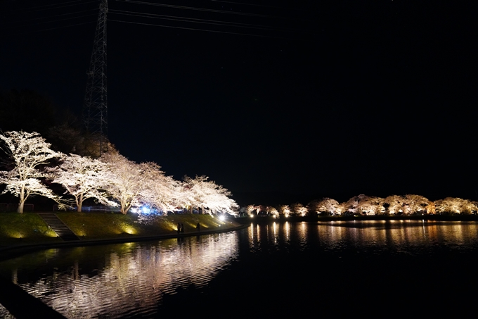 京都_桜情報_2022_33　平の沢池_ライトアップ　No11