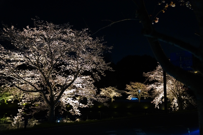 京都_桜情報_2022_33　平の沢池_ライトアップ　No12