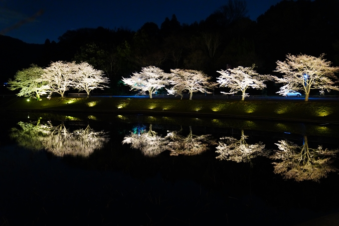 京都_桜情報_2022_33　平の沢池_ライトアップ　No13