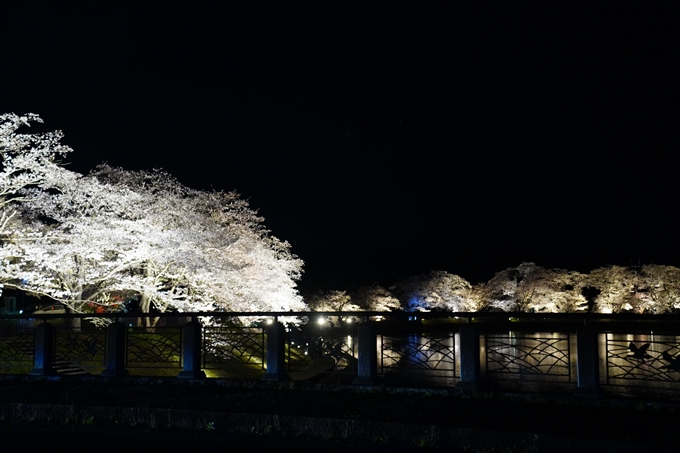 京都_桜情報_2022_33　平の沢池_ライトアップ　No14