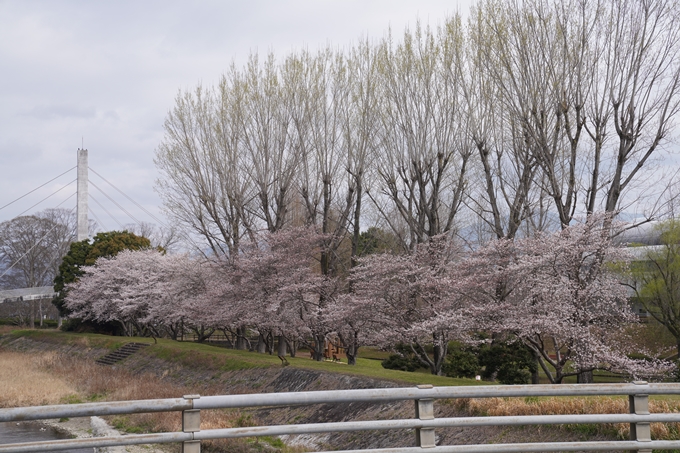 京都_桜情報_2022_34　亀岡運動公園　No2