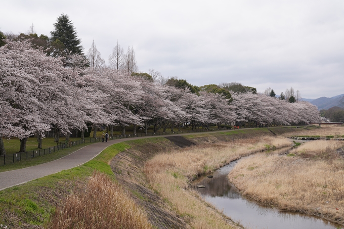 京都_桜情報_2022_34　亀岡運動公園　No3