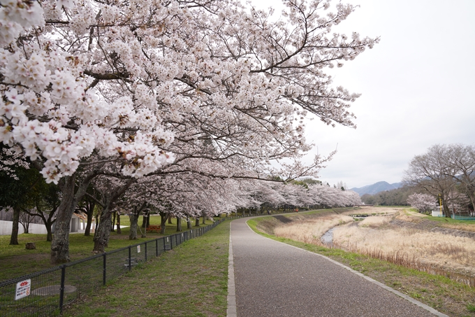 京都_桜情報_2022_34　亀岡運動公園　No4