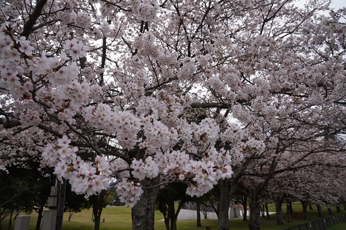 京都_桜情報_2022_34　亀岡運動公園　No5