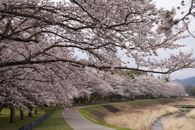 京都_桜情報_2022_34　亀岡運動公園　No6