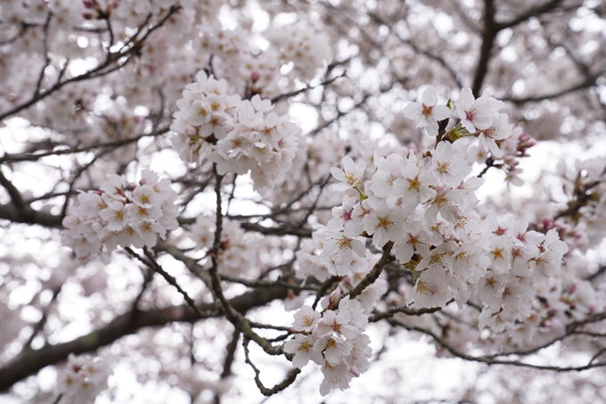 京都_桜情報_2022_34　亀岡運動公園　No7