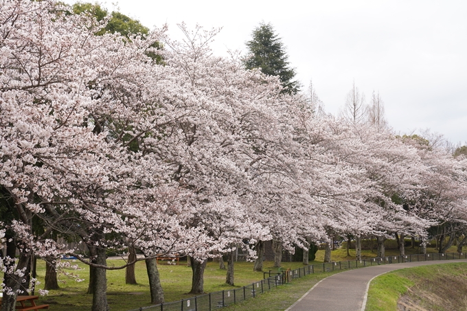 京都_桜情報_2022_34　亀岡運動公園　No8