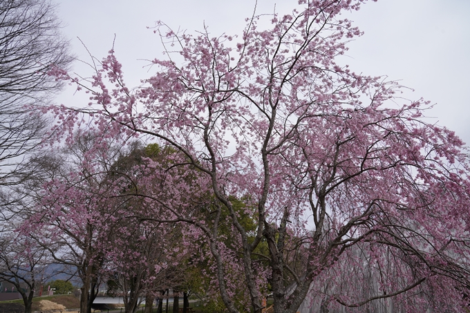 京都_桜情報_2022_34　亀岡運動公園　No10