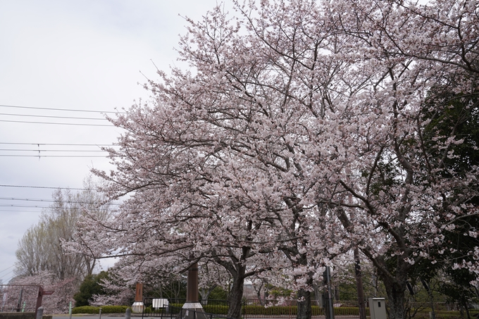 京都_桜情報_2022_34　亀岡運動公園　No11