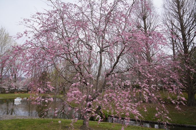 京都_桜情報_2022_34　亀岡運動公園　No12