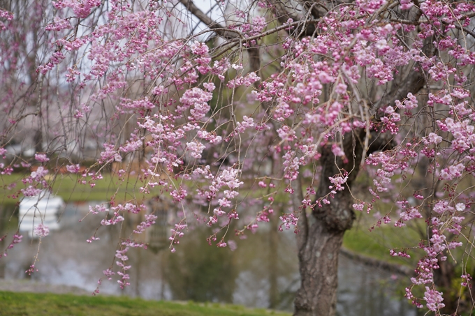 京都_桜情報_2022_34　亀岡運動公園　No13