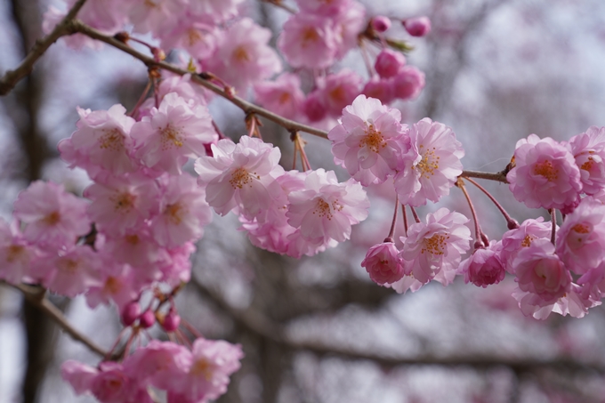 京都_桜情報_2022_34　亀岡運動公園　No14