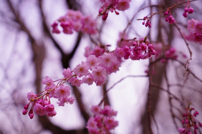 京都_桜情報_2022_34　亀岡運動公園　No15