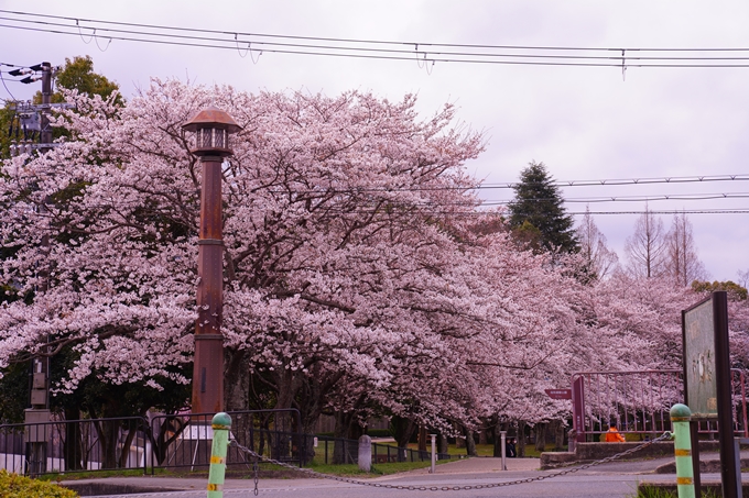 京都_桜情報_2022_34　亀岡運動公園　No16