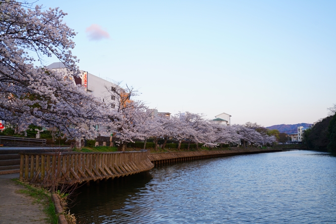 京都_桜情報_2022_35　南郷公園　No3