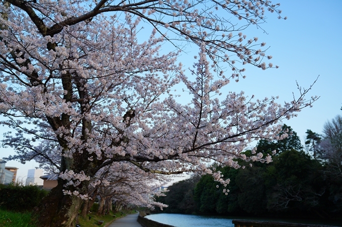 京都_桜情報_2022_35　南郷公園　No4