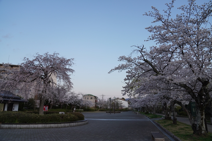 京都_桜情報_2022_35　南郷公園　No6