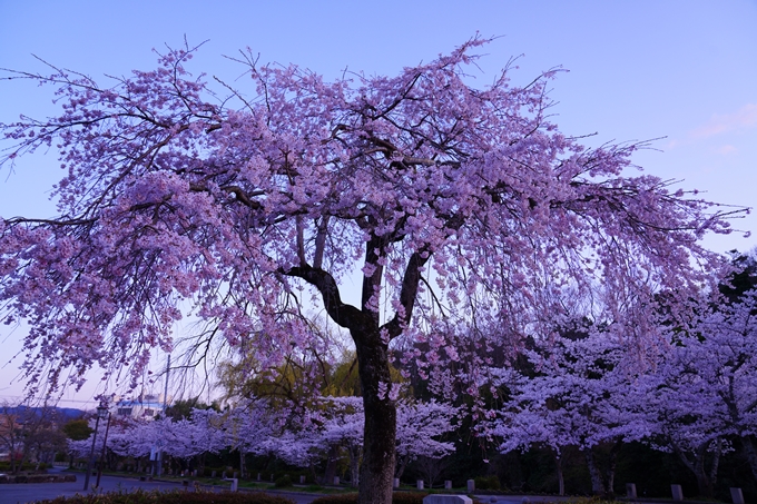 京都_桜情報_2022_35　南郷公園　No7