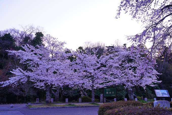 京都_桜情報_2022_35　南郷公園　No8