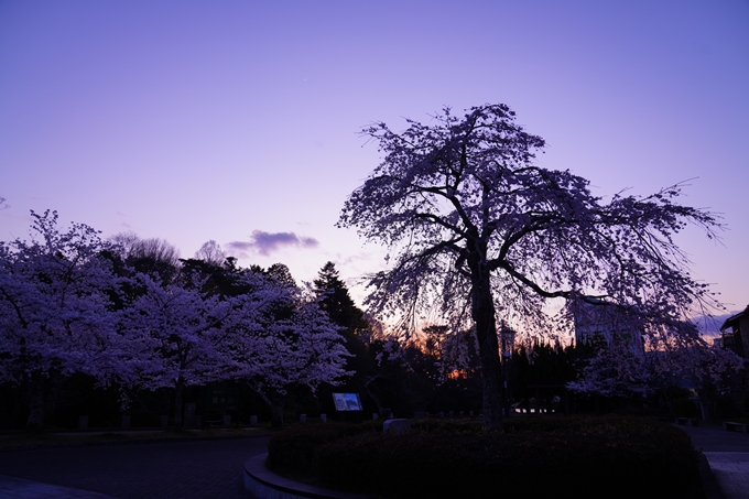 京都_桜情報_2022_35　南郷公園　No9